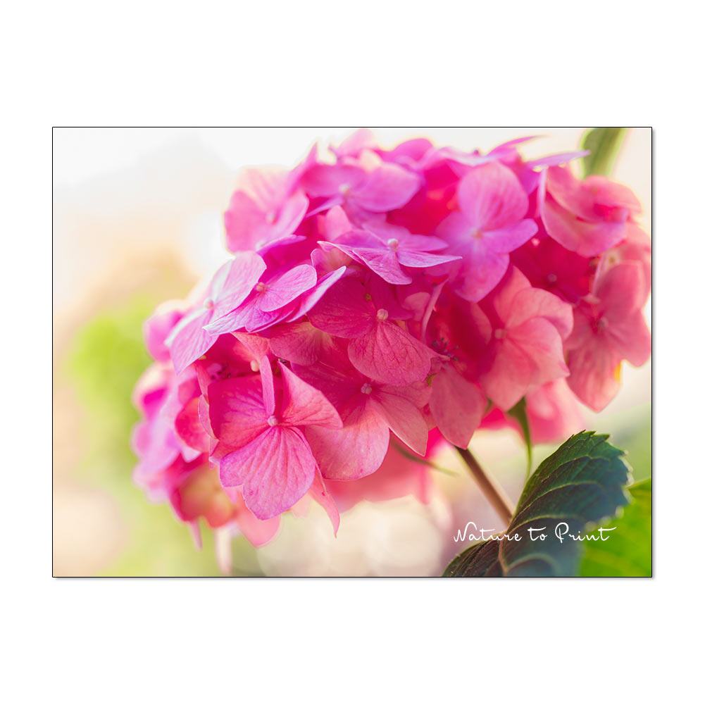 Rosa Hortensien-Liebe Blumenbild auf Leinwand, Kunstdruck, Acrylglas, Alu, Kissen