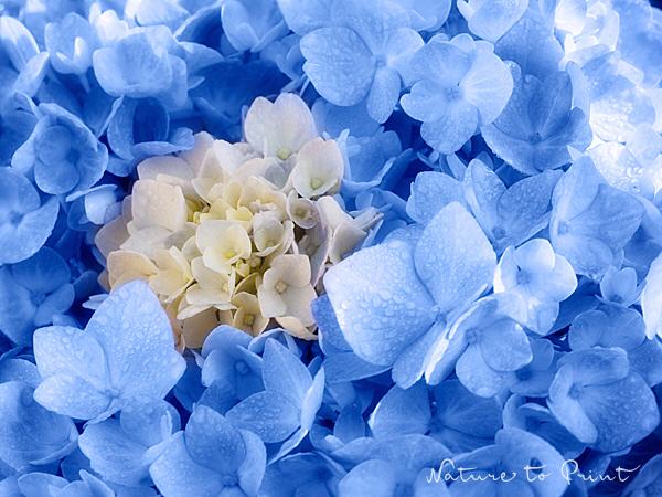 Blumenbild Blau umrankt, Hortensie