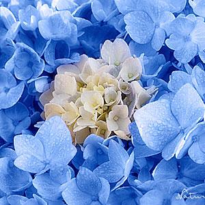 Blaue Hortensie, pflegeleichtes Kissen mit Inlett