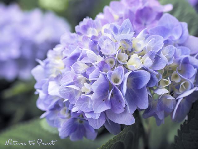 Blumenbild Hortensie Blue Dream