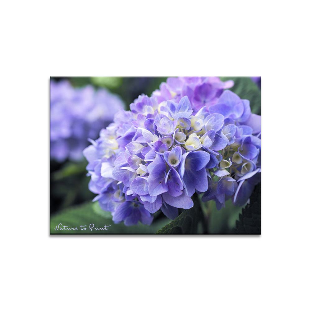 Blue Dreams | Blumenbild auf Leinwand, Kunstdruck, FineArt, Acrylglas, Alu, Fototapete, Kissen