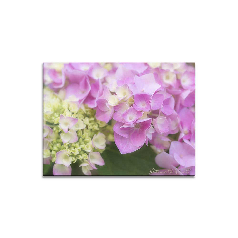 Meine Hortensien-Liebe | Blumenbild auf Leinwand, Kunstdruck, FineArt, Acrylglas, Alu, Fototapete, Kissen