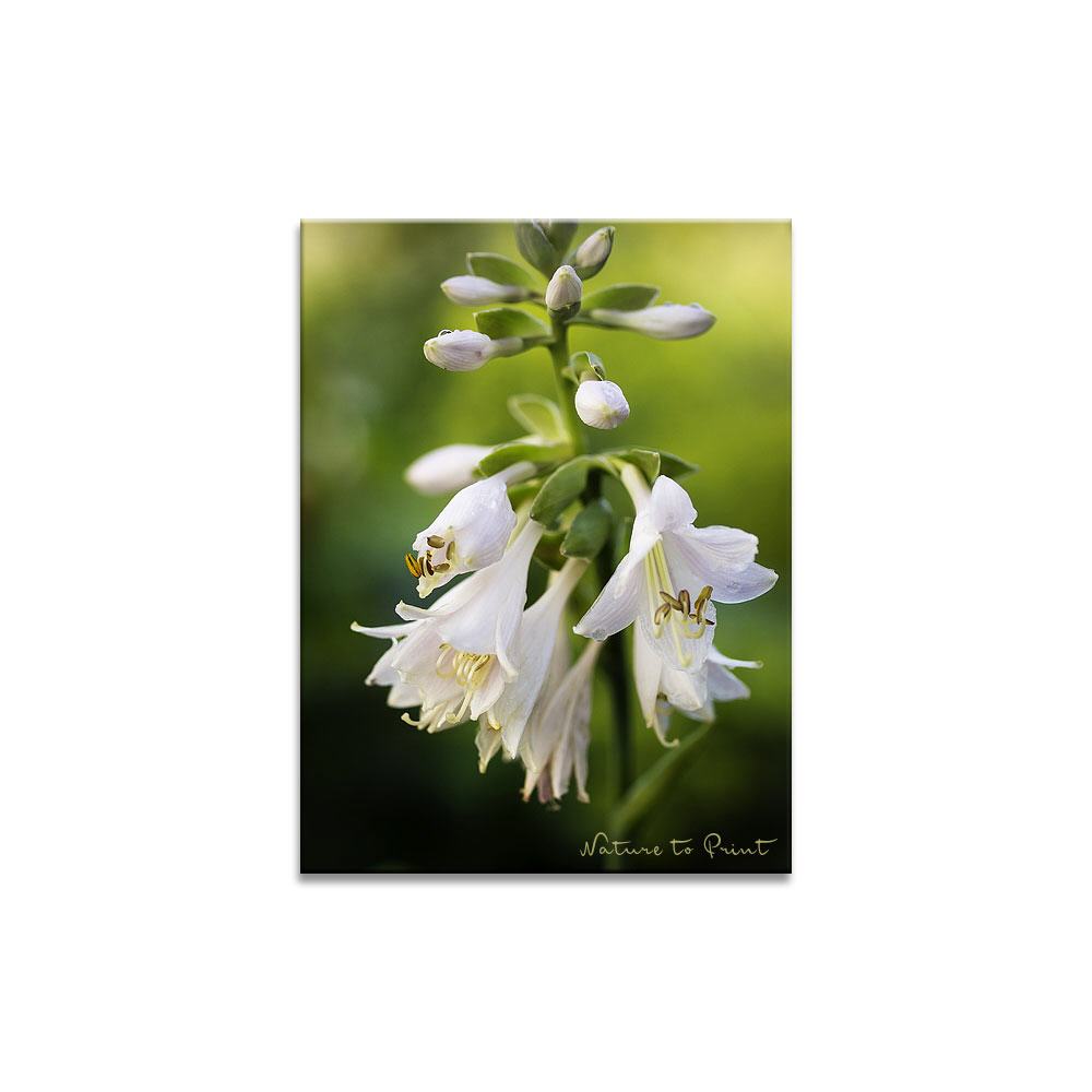Weiße Herzlilie im Schattengarten | Blumenbild auf Leinwand, Kunstdruck, FineArt, Acrylglas, Alu, Fototapete, Kissen
