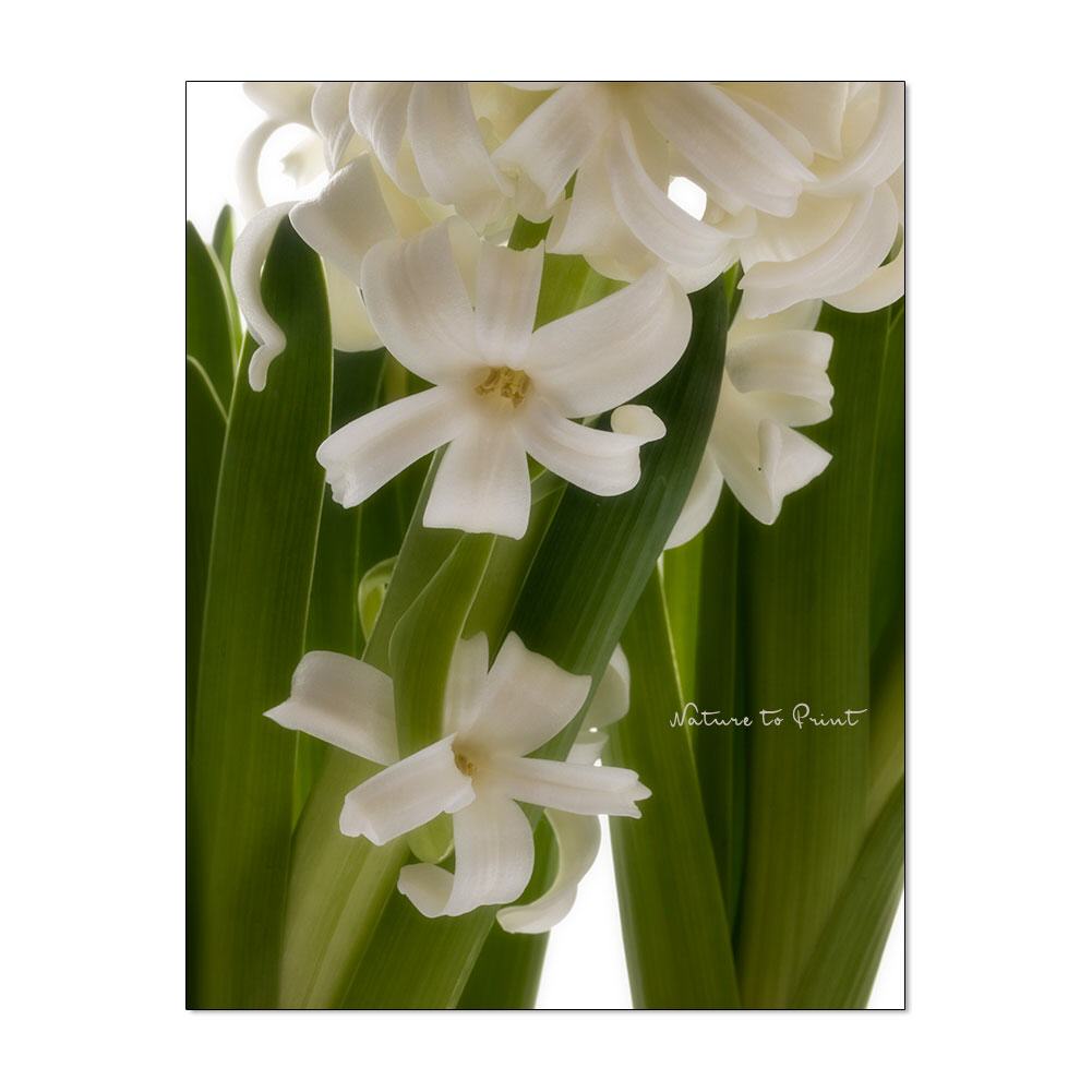 Weißer Frühlingsbote | Blumenbild auf Leinwand, Kunstdruck, FineArt, Acrylglas, Alu, Fototapete, Kissen