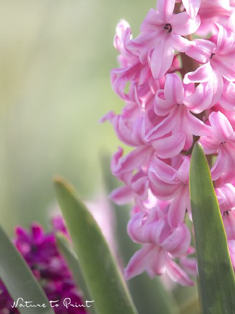 Blumenbild Der süße Duft des Frühlings
