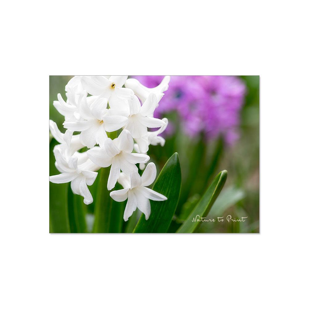 Schneeweiße Hyazinthe im Garten Blumenbild auf Leinwand, Kunstdruck oder FineArt