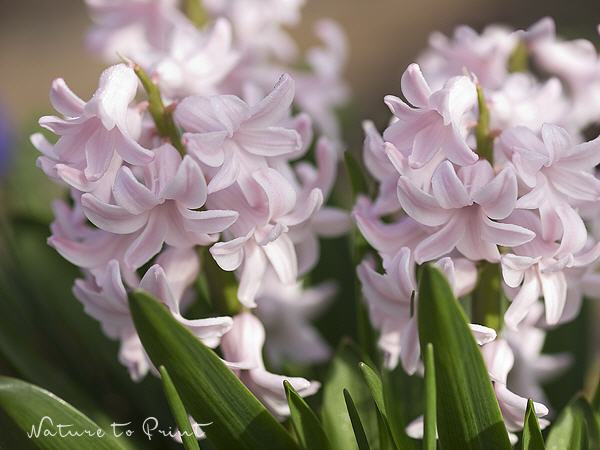 Blumenbild Zartrosa Hyazinthen