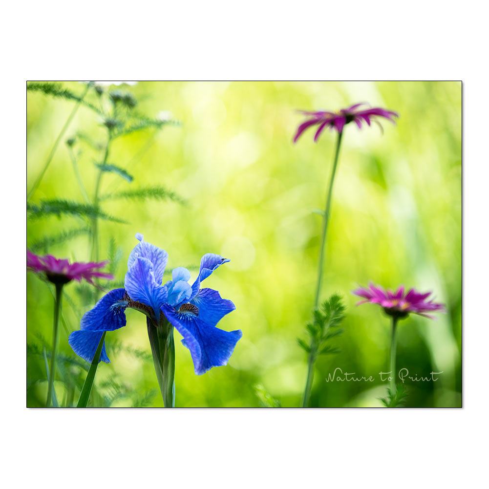Iris in hübscher Begleitung | Blumenbild auf Leinwand, Kunstdruck, Acryl, Alu oder Fototapete