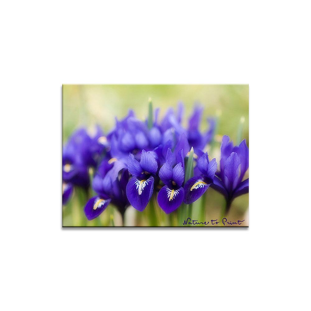 Blumenbild: Frühling lässt sein blaues Band