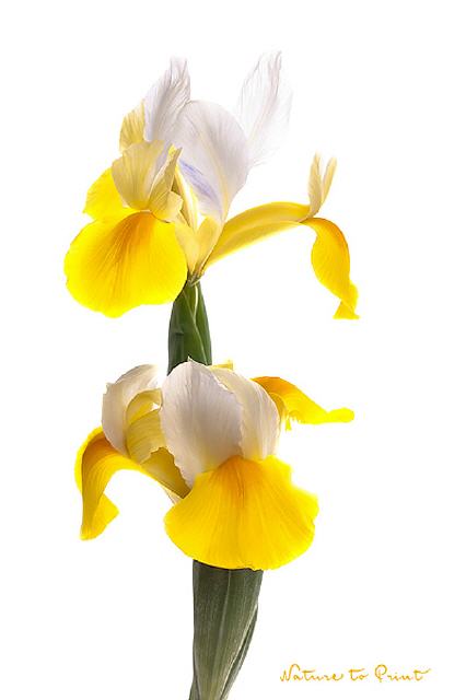 Blumenbild Elegante Iris, freigestellt