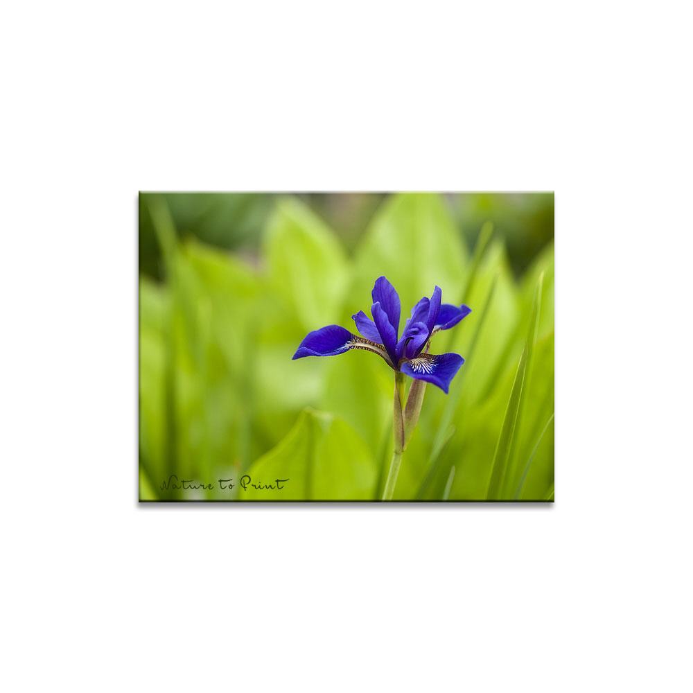 Sibirische Schwertlilie | Blumenbild Iris auf Leinwand, Kunstdruck, FineArt, Acrylglas, Alu-Dibond, Blumenkissen, Fototapete