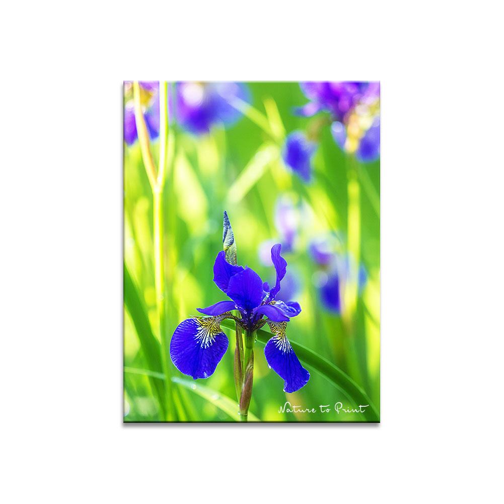 Leinwandbild Blaue Wiesen-Iris im Sonnenflitter