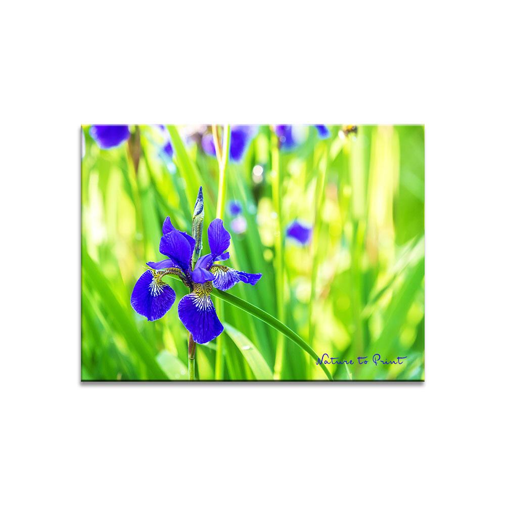 Iris im flirrendem Licht  | Blumenbild auf Leinwand, Kunstdruck, FineArt, Acrylglas, Alu, Fototapete, Kissen