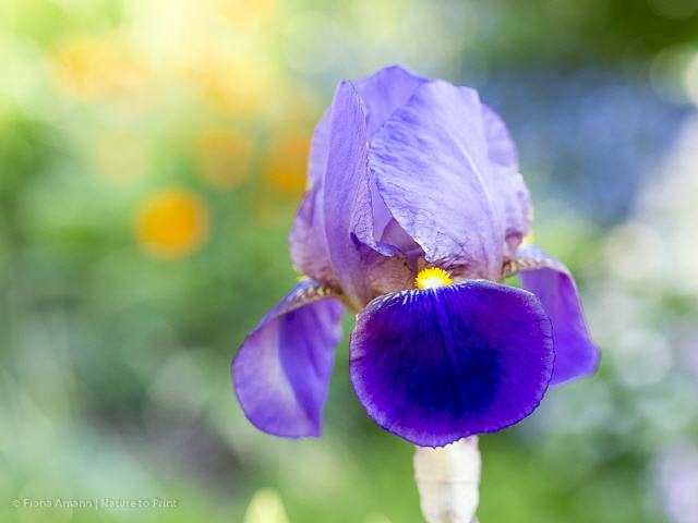 Blumenbild Blaue Iris mit Gold