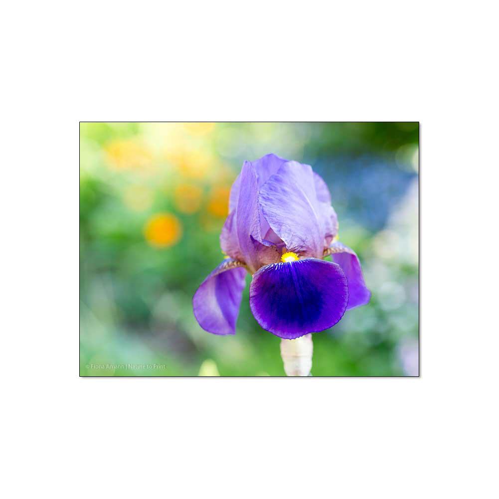 Blaue Iris auf Gold  Blumenbild auf Leinwand, FineArt, Kunstdruck, Kissen