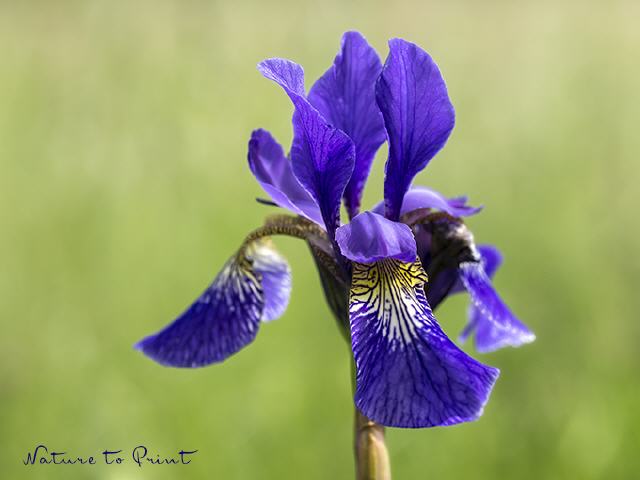 Blumenbild Blaue Wiesenschönheit