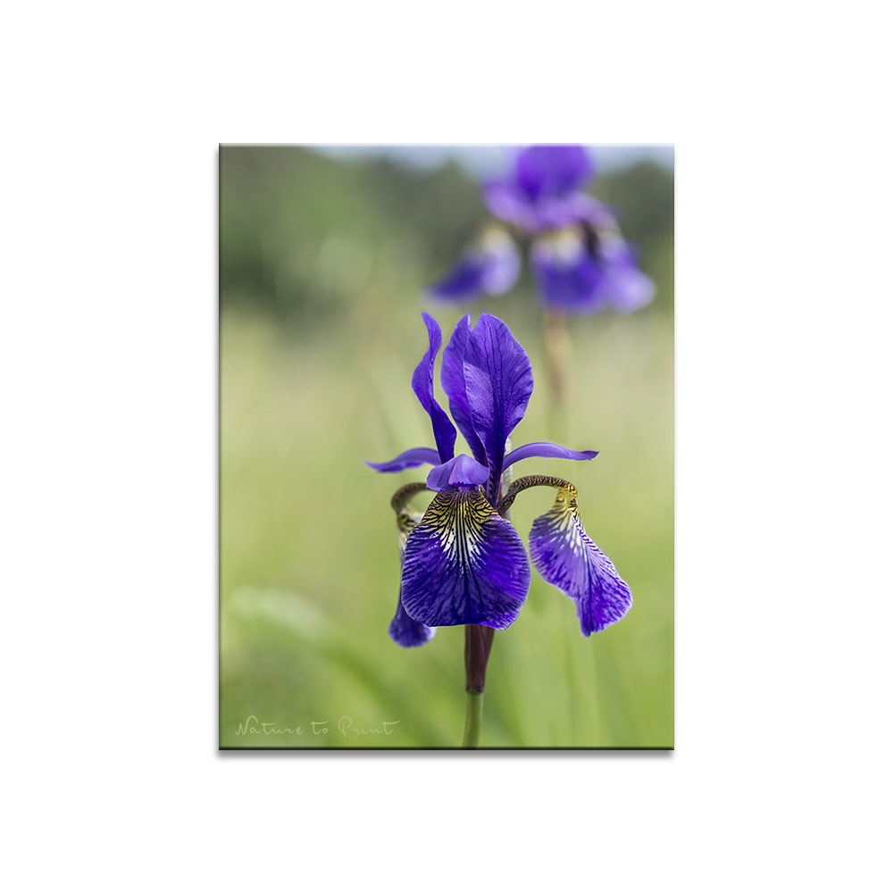 Blumenbild Iris-Schönheit vom Land