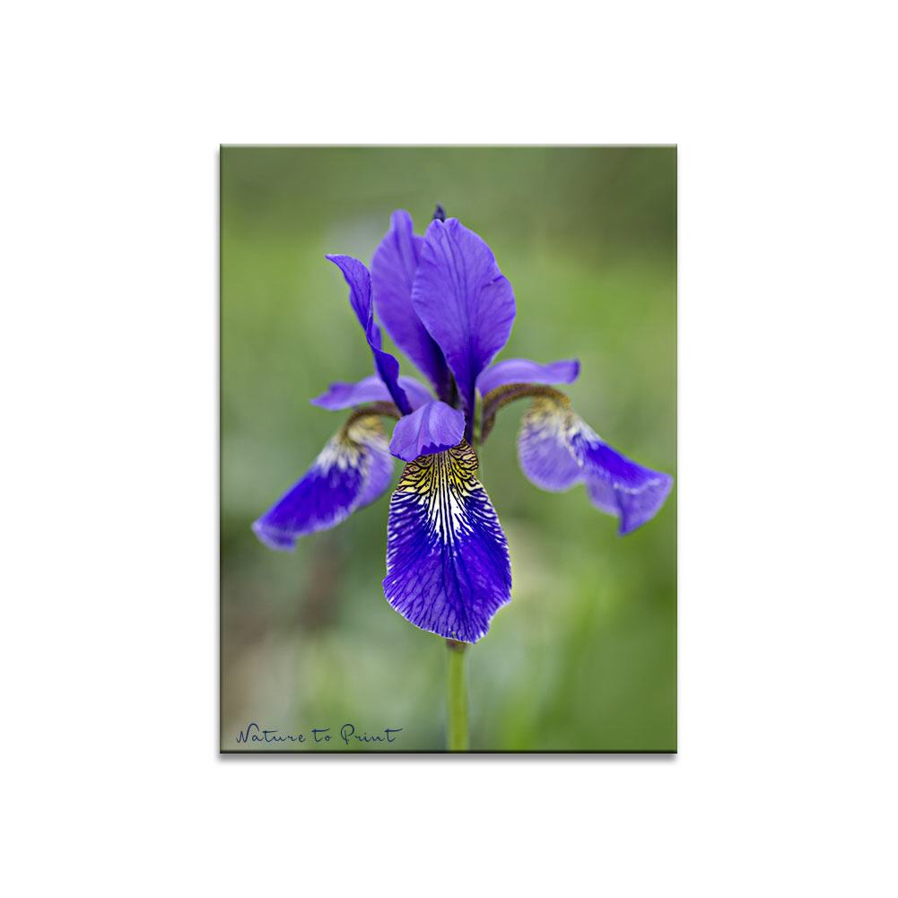 Blumenbild Sibirische Schwertlilie