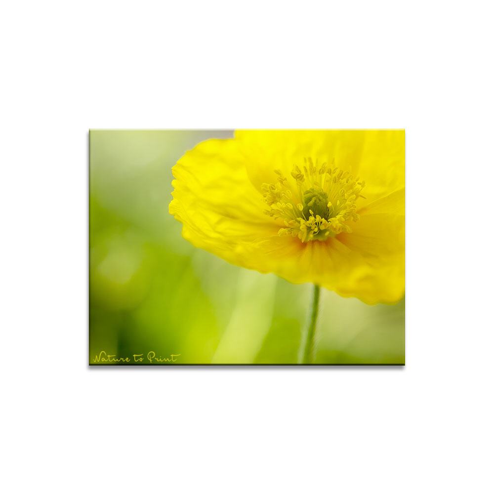 Littel Miss Sunshine Poppy | Blumenbild auf Leinwand, Kunstdruck, FineArt, Acrylglas, Alu, Fototapete, Kissen