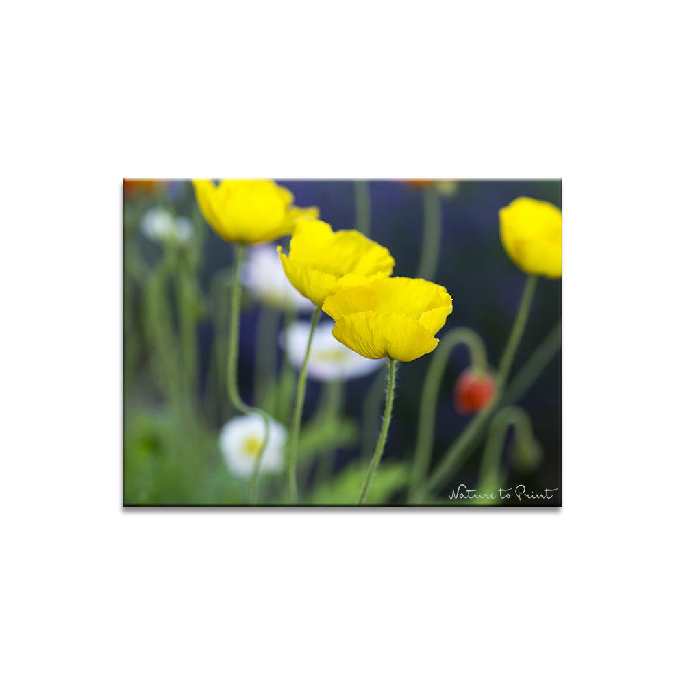 Gelber Islandmohn vor Blau Blumenbild auf Leinwand, Kunstdruck oder FineArt