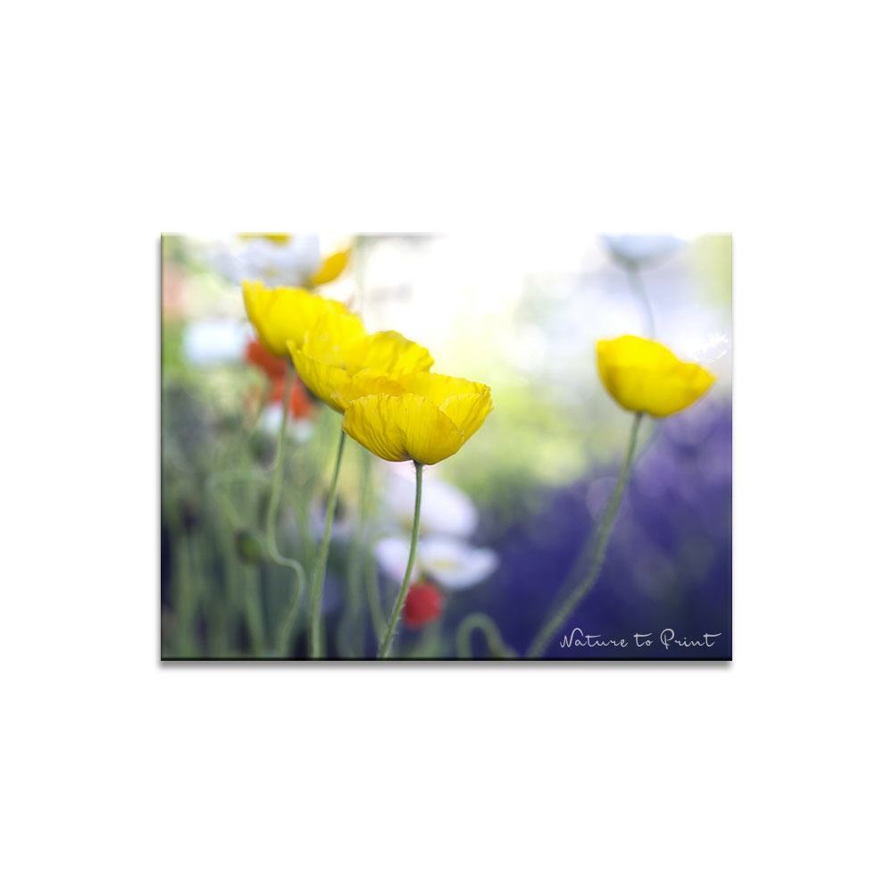 Viermal gelber Islandmohn Blumenbild auf Leinwand, Kunstdruck oder FineArt