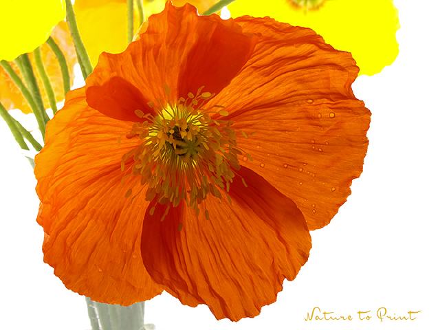 Blumenbild Muntermacher Islandmohn
