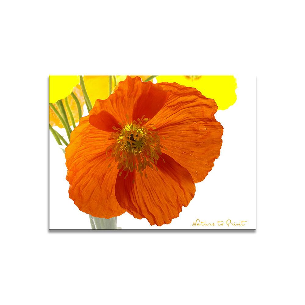 Muntermacher Islandmohn | Blumenbild auf Leinwand, Kunstdruck, FineArt, Acrylglas, Alu, Fototapete, Kissen
