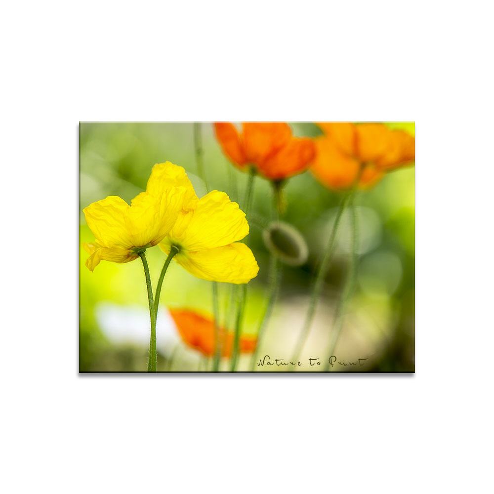 Muntere Poppys in sonnigen Farben  | Blumenbild auf Leinwand, Kunstdruck, FineArt, Acrylglas, Alu, Fototapete, Kissen