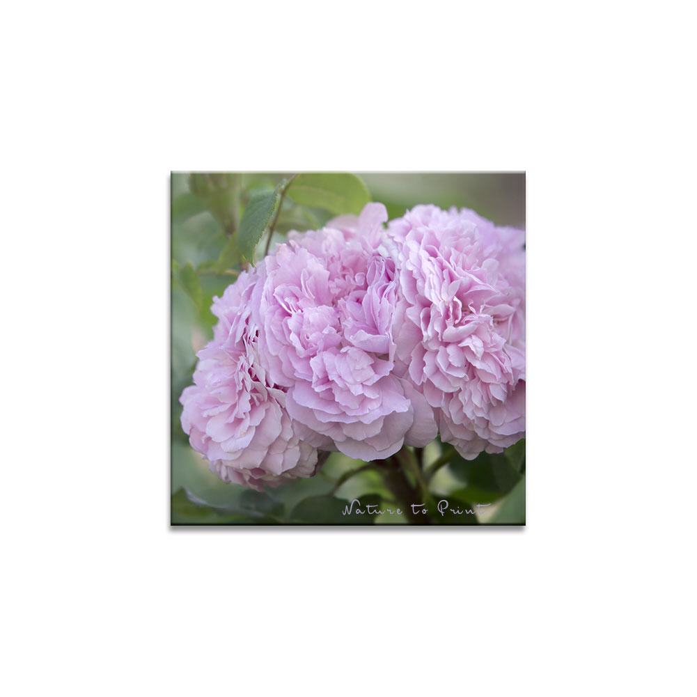 Rose Jacques Cartier in Kuschellaune | Quadratisches Rosenbild auf Leinwand