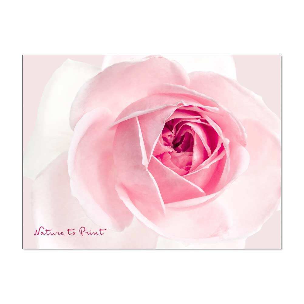 Rosenbild: Rosa Rose mit großem Namen
