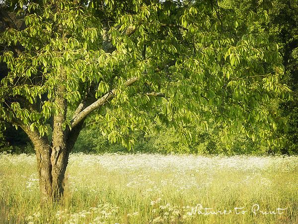 Landschaftsbild Kirschbaum in der Sommerwiese