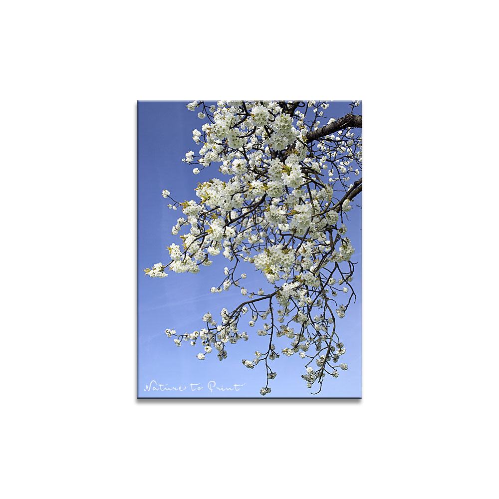 Weiße Blüten im Himmel Blumenbild auf Leinwand, Kunstdruck, FineArt, Acrylglas, Alu, Fototapete, Kissen