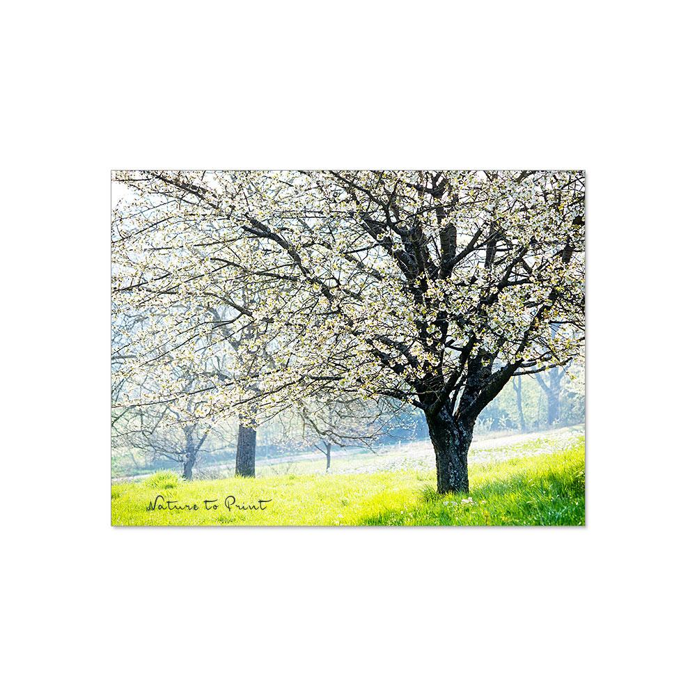  Alter Kirschgarten in Franken | Landschaftbild auf Leinwand, Kunstdruck, FineArt, Acrylglas, Alu-Dibond, Fototapete