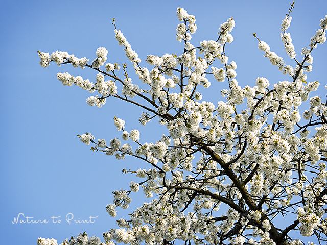 Blumenbild Kirschblüten auf Brautschau