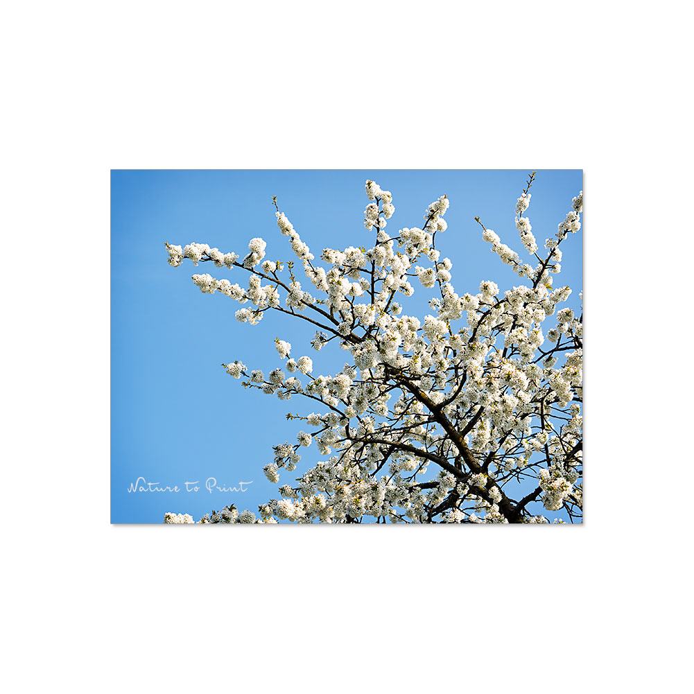 Leinwandbild Kirschblüten auf Brautschau