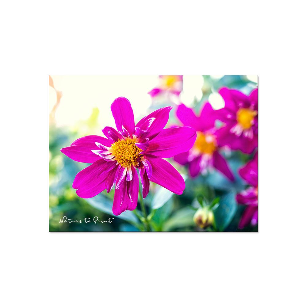 Pink Vibrations | Blumenbild auf Leinwand, Kunstdruck,Acrylglas, Alu, Kissen
