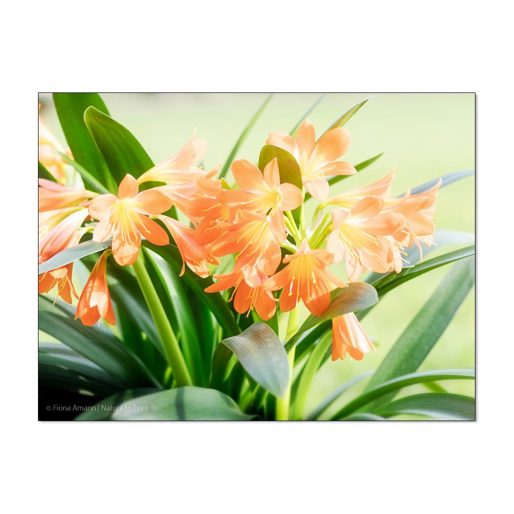 Orange Surprise | Blumenbild auf Leinwand, Kunstdruck, FineArt, Acrylglas, Alu-Dibond, Blumenkissen, Fototapete