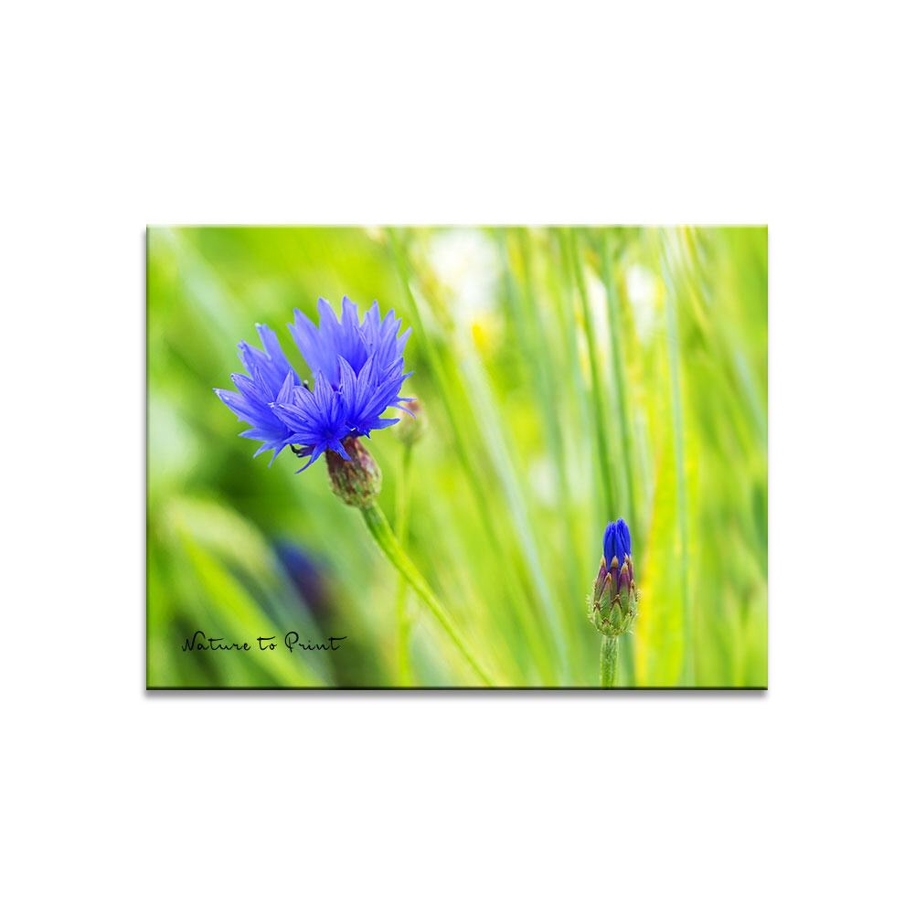 Kornblume im Mohnfeld  | Blumenbild auf Leinwand, Kunstdruck, FineArt, Acrylglas, Alu, Fototapete, Kissen