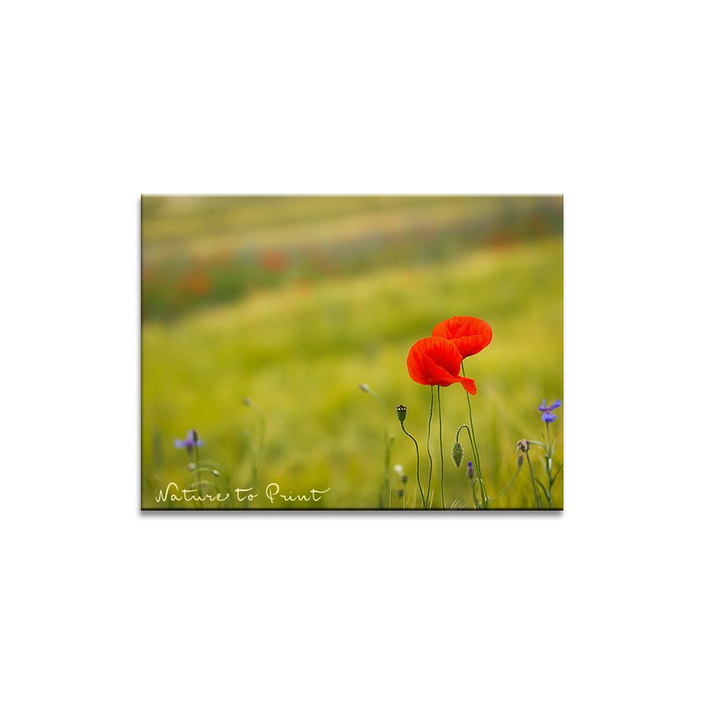 Klatschmohn im Kornfeld  Blumenbild auf Leinwand, Kunstdruck oder FineArt