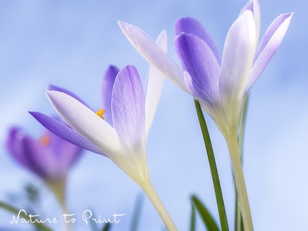 Blumenbild Frühlingserwachen der Krokusse