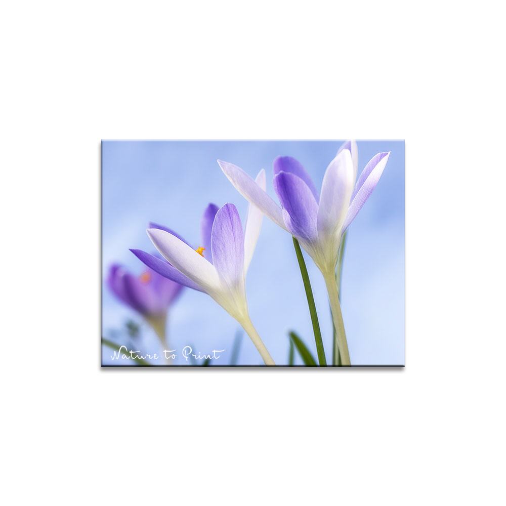 Frühlingserwachen der Krokusse | Blumenbild auf Leinwand, Kunstdruck, FineArt, Acrylglas, Alu, Fototapete, Kissen
