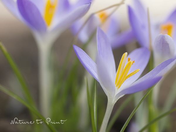 Blumenbild Frühlingserwachen mit Krokussen