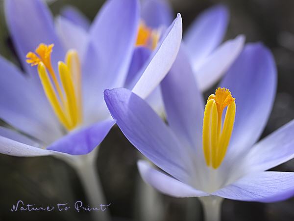 Blumenbild Blaues Frühlingswunder