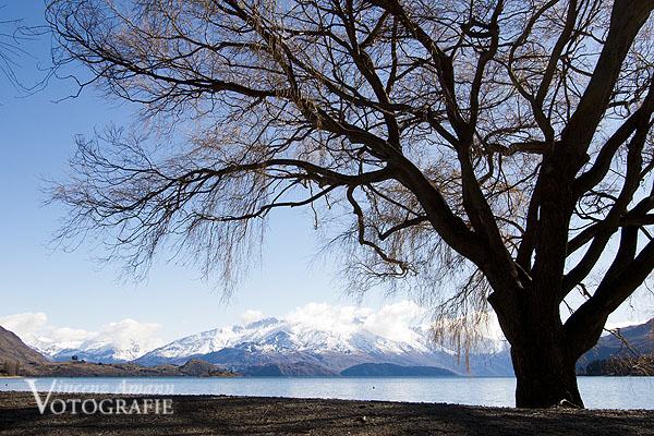 Neuseelandbild Winterbaum am Ufer des Lake Wanaka