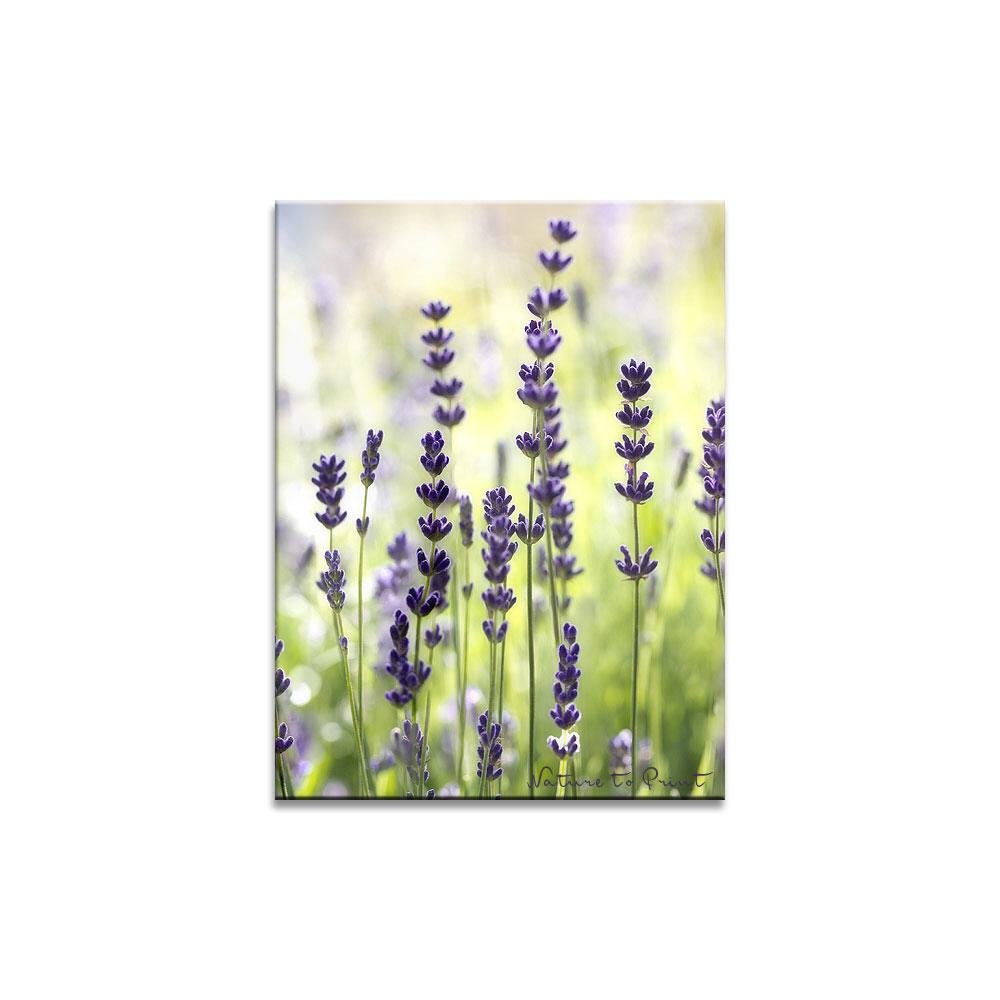 Lavendel frühmorgens im Gegenlicht | Blumenbild auf Leinwand, Kunstdruck, FineArt, Acrylglas, Alu, Fototapete, Kissen
