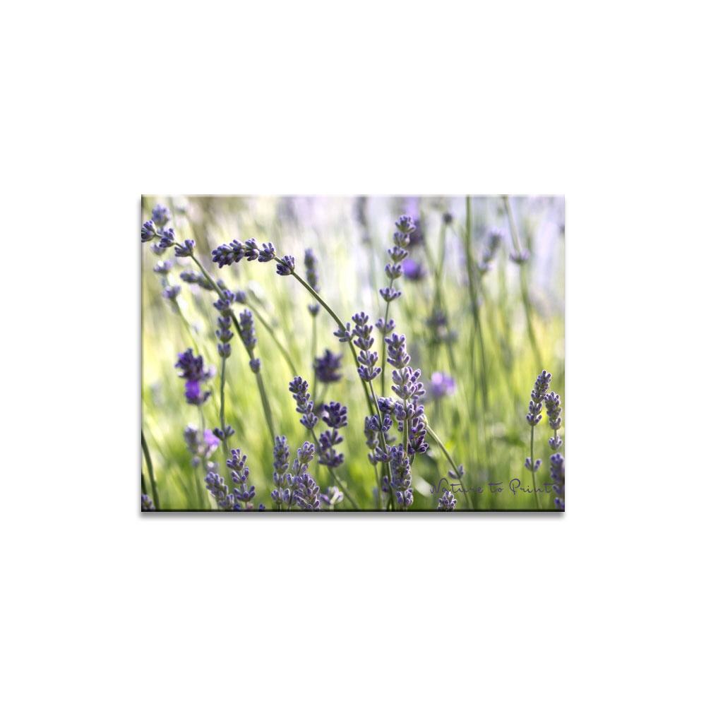 Lavendel, morgens im Gegenlicht | Blumenbild auf Leinwand, Kunstdruck, FineArt, Acrylglas, Alu, Fototapete, Kissen