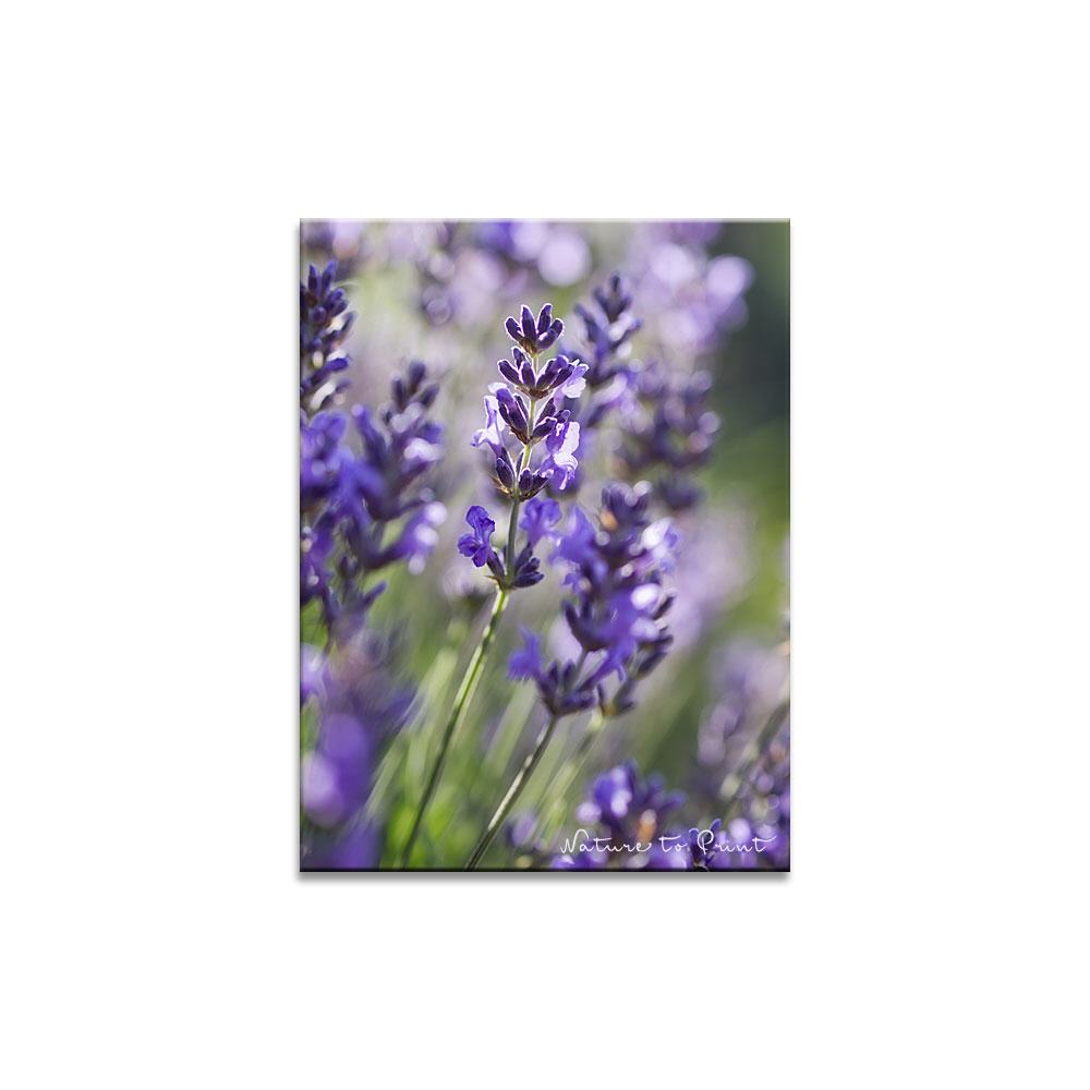 Lavendelblau | Blumenbild auf Leinwand, Kunstdruck, FineArt, Acrylglas, Alu, Fototapete, Kissen