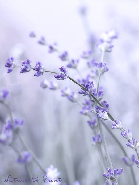 Blumenbild Zarte Lavendelknospen