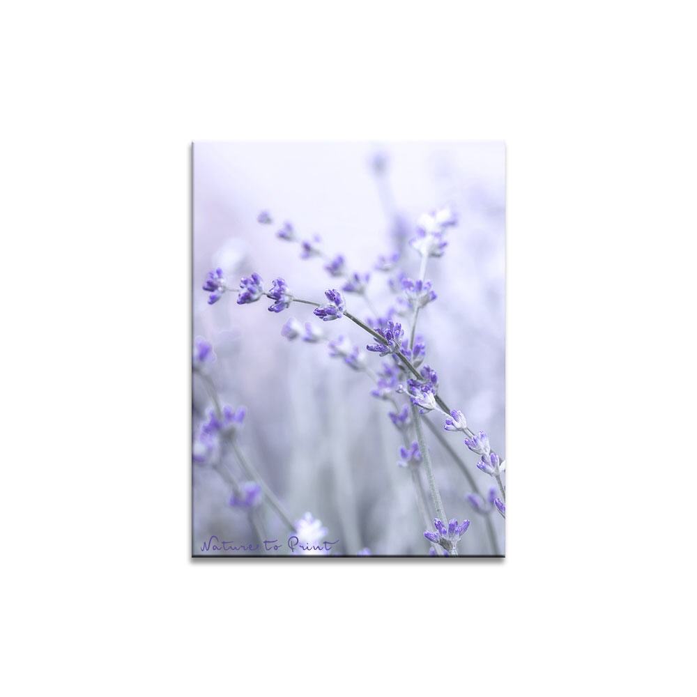 Zarte Lavendelknospen Blumenbild auf Leinwand, Kunstdruck, Acrylglas, Alu, Kissen