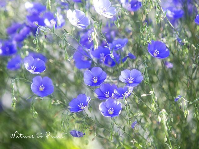 Blumenbild: Blaue Blütenwogen